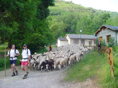 camping-schapen
